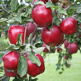 Red Apple Tree Live Plant, Cold Hardy Apple Fruit Plant Bare Root for Backyard Orchard, 2 to 3 Feet Tall