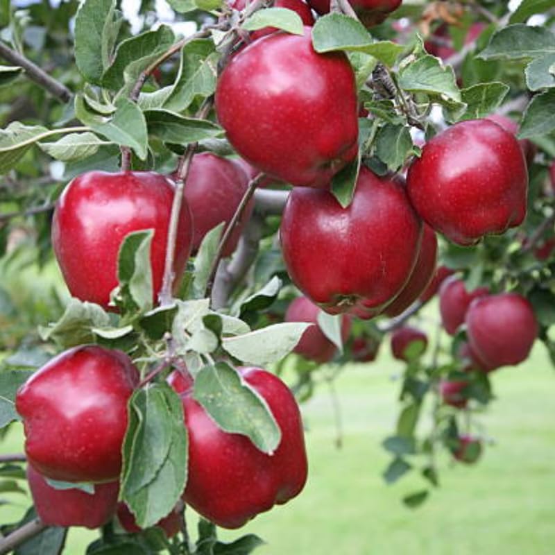 Red Apple Tree Live Plant, Cold Hardy Apple Fruit Plant Bare Root for Backyard Orchard, 2 to 3 Feet Tall