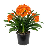 Orange Clivia Plant Live, Clivia Flower Plant, 6-8 Inches Tall in 6 Inches Pot, Bush Lily Plant for Outdoor Garden