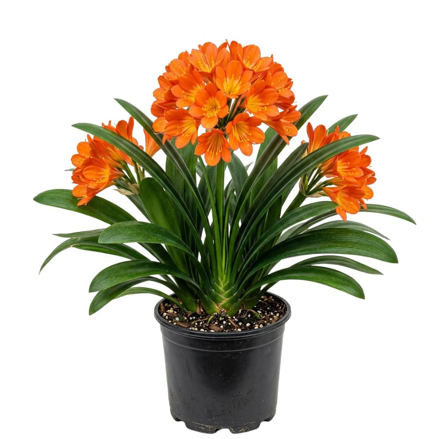 Orange Clivia Plant Live, Clivia Flower Plant, 6-8 Inches Tall in 6 Inches Pot, Bush Lily Plant for Outdoor Garden