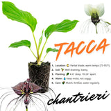 Bat Orchird Tacca Chantrieri Houseplant, Black Bat Flower Live Plant, Indoor Outdoor 5-9 Inches Tall