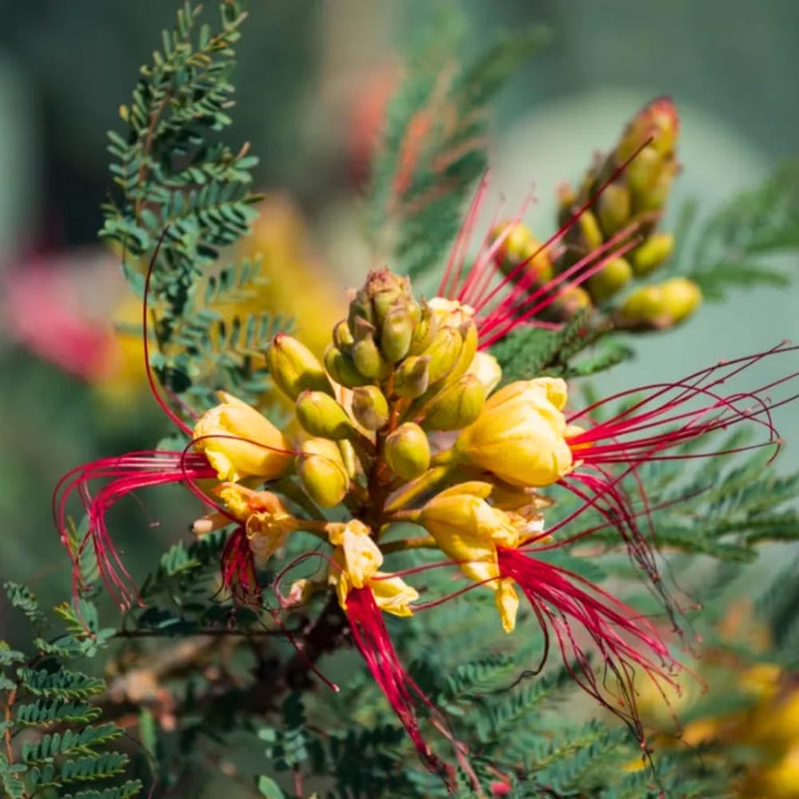 Yellow Mexican Bird of Paradise Plant Live, 5-6'' Tall, Yellow Pride of Barbados Tree, Bird of Paradise for Outdoor Planting, Well-Rooted