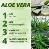 Aloe Vera Plant, Aloe Vera Small Live Plant, Succulent Houseplants 4 Inches Pot for Growing