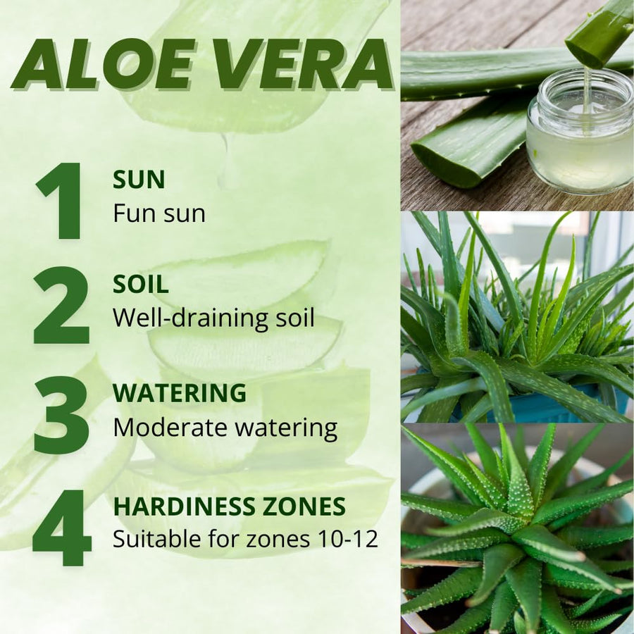 Aloe Vera Plant, Aloe Vera Small Live Plant, Succulent Houseplants 4 Inches Pot for Growing