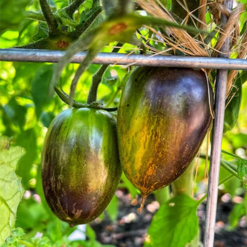 200 Vibrant Grape Tomato Plant Seeds, Tomato Plant Seeds for Gardening Outdoor