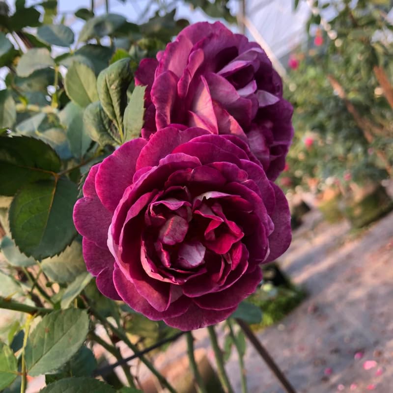Purple Red Climbing Roses Live Plants 7 Months Old, Rose Bushes Ready to Plant 5-9" Tall, Very Fragrant, Can Grow As Climber or Bush Tree or Trellises, Walls, Fences