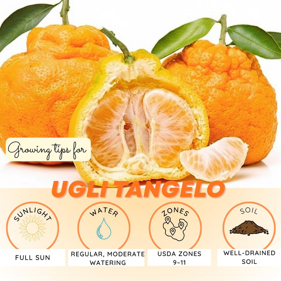 Ugli Tangelo Plant Live, Grafted Orange Tangelo Live Plant, Grafted Fruit Tree, 3 Feet Tall for Outdoor Planting