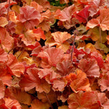 3 Coral Bells Heuchera Perenial Live Plants, Orange Red Seasonal Leaves Color Change, Well-Rooted 5-9 Inc Tall, No Pot