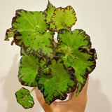 Set 3 Begonias Live Plants, Random Mix Color Leaf, No Pot, Starter 4 to 8 Inc Tall, Indoor Outdoor Houseplant