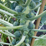 Set 2 Pots Brussel Sprouts Plants, 4″ Pot Brussel Sprouts Plants, Well Rooted Vegetable Seedlings for Garden, Container Planting