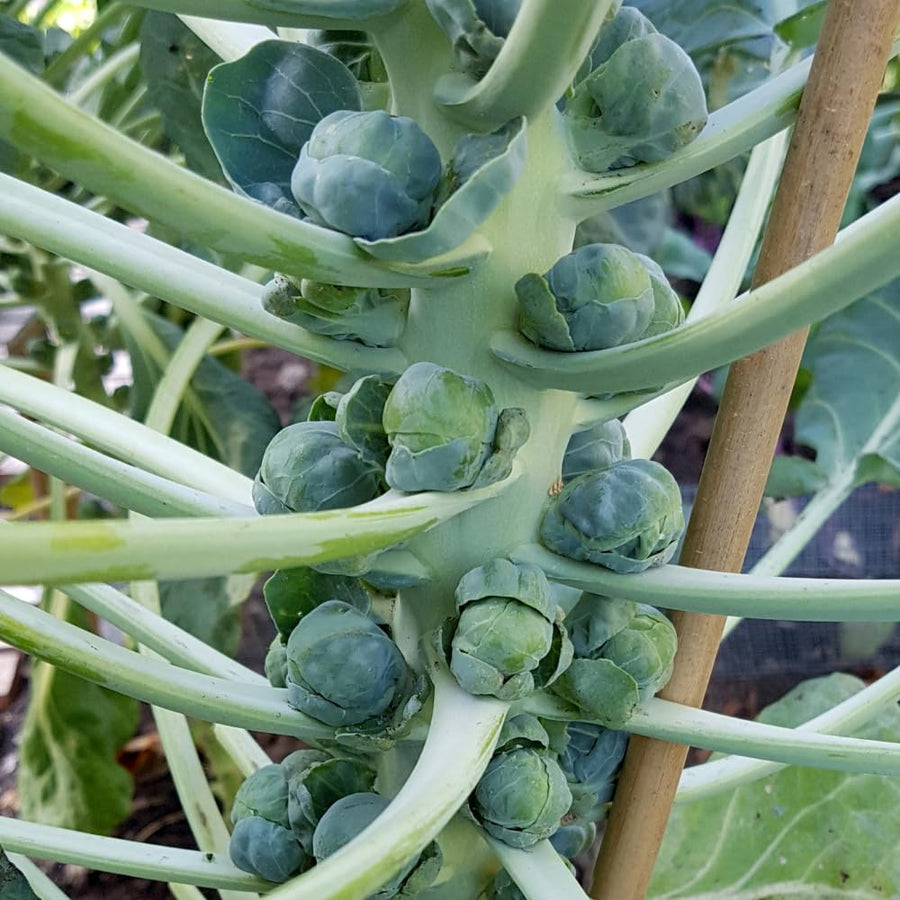Set 2 Pots Brussel Sprouts Plants, 4″ Pot Brussel Sprouts Plants, Well Rooted Vegetable Seedlings for Garden, Container Planting