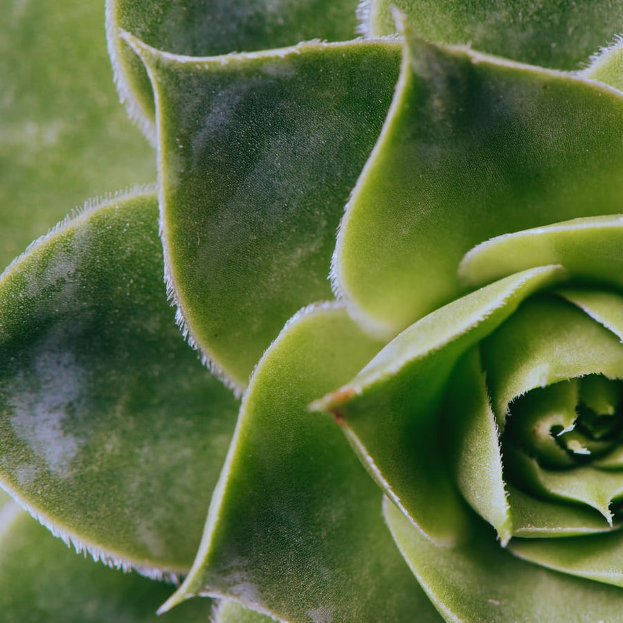 Aeonium Succulents Plant Live, Aeonium Plant in 4 Inc Pot (Green)