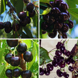 Pack 2 Black Cherry Trees Live Plants, Sweet Cherry Plant Live, Sweet Fruit Tree Plants, Wild Black Cherry Tree from 1 Feet Tall, Easy to Plant