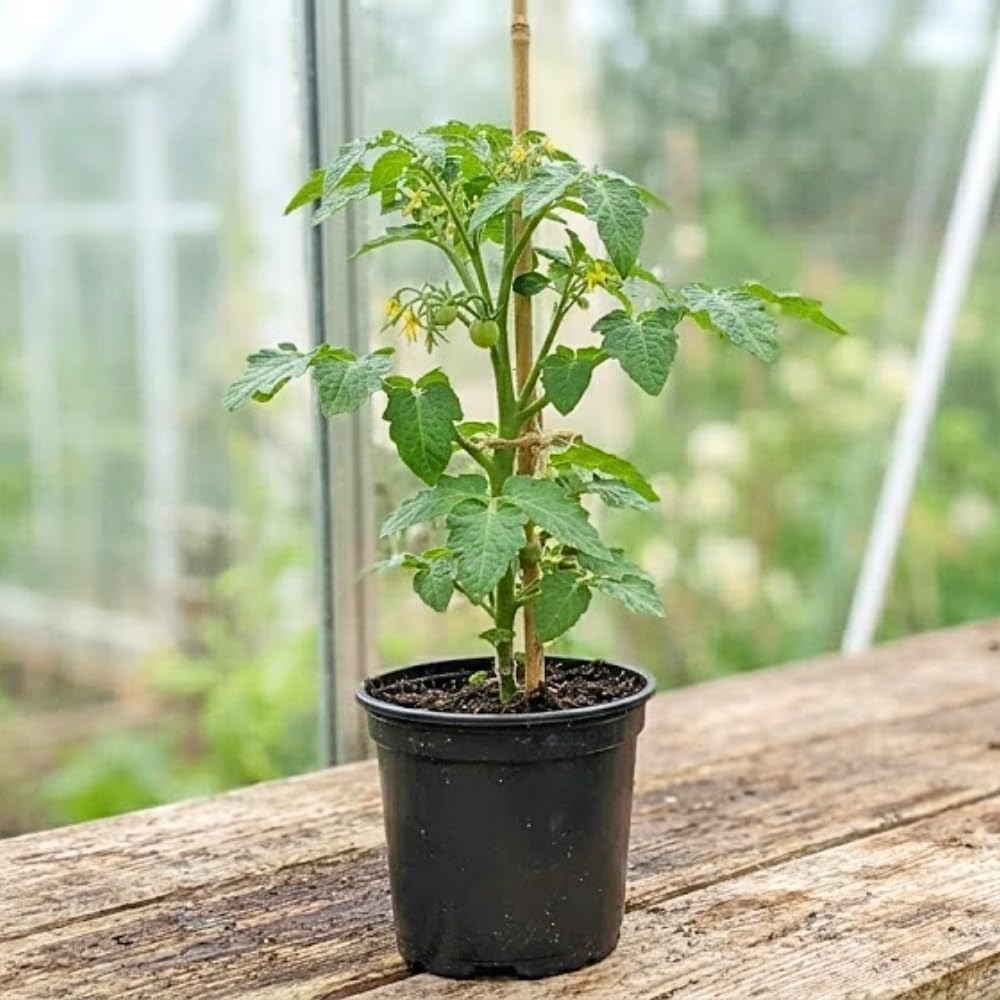 Red Cherry Tomato Live Plant, Tomato Plant Live, Sweet Tomatos Fruit, 8-10 Inches Tall in 4 Inch Pot for Indoor Outdoor Planting