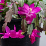 Purple Christmas Cactus Plants Live, 4 to 6 Inch Tall Live Christmas Cactus Bare Roots, Perennial Well Rooted Flower Plants, Holiday Houseplant, No Pot