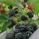 Set 2 Thornless BlackBerry Bushes Live Plants, Edible Blackberries Fruit Tree, 4-8 Inch, Outdoor and Container Growing - Triple Crown