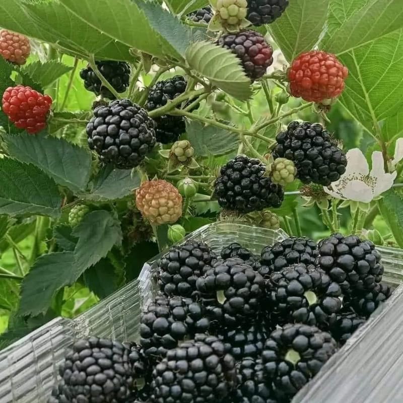 Set 2 Thornless BlackBerry Bushes Live Plants, Edible Blackberries Fruit Tree, 4-8 Inch, Outdoor and Container Growing - Triple Crown