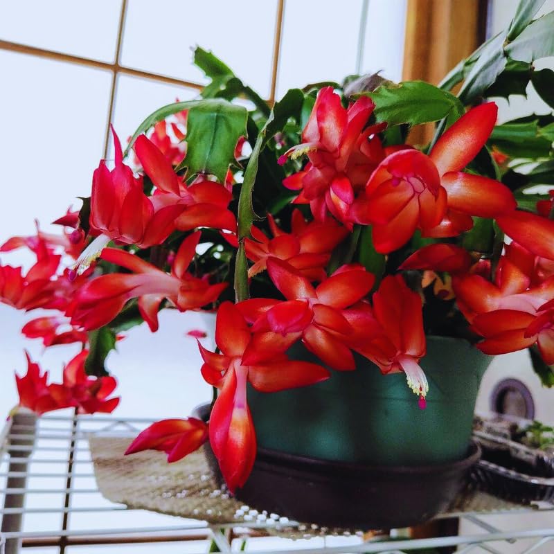 Red Christmas Cactus Plant Live Christmas Cactus, Holiday Cactus Live Plant Pot, Houseplant, 5 to 7 Inc Tall