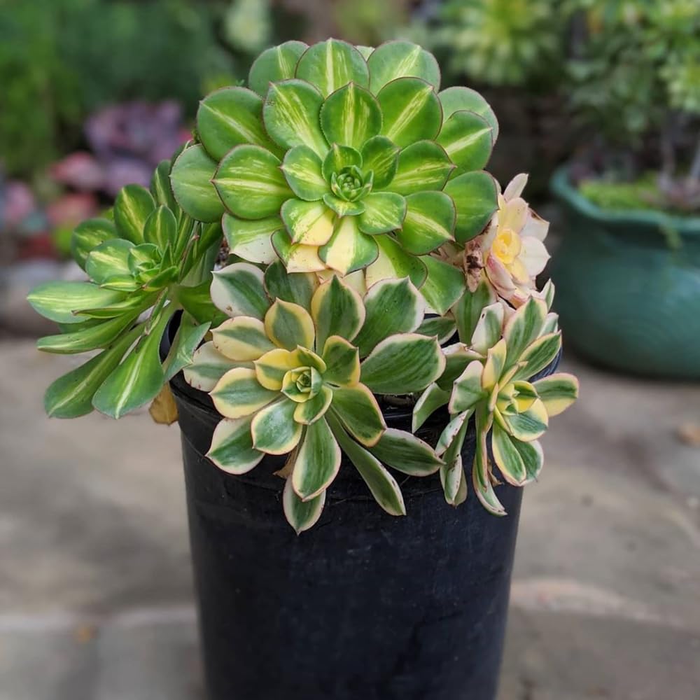 Aeonium Plant Live, Rarre Aeonium Succulents Indoor Houseplant in 4'' Pot, Succulents for Home Office Decoration (Stripe)