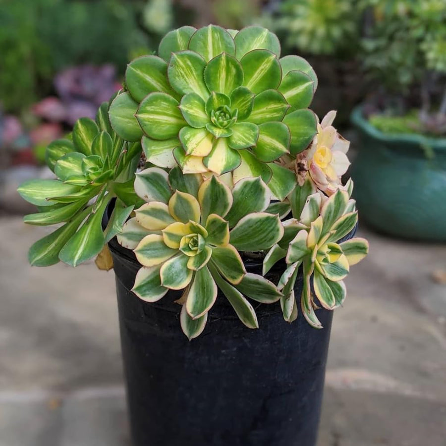 Aeonium Plant Live, Rarre Aeonium Succulents Indoor Houseplant in 4'' Pot, Succulents for Home Office Decoration (Stripe)