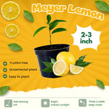 4 Months Old Meyer Yellow Lemon Tree Live Plant, Well-Rooted for Zones 9-11, 2-3 Inches Tall in 4 Inch Pot, Tropical Fruit Tree for Indoor or Outdoor Growing