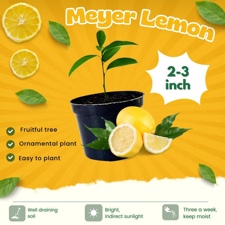 4 Months Old Meyer Yellow Lemon Tree Live Plant, Well-Rooted for Zones 9-11, 2-3 Inches Tall in 4 Inch Pot, Tropical Fruit Tree for Indoor or Outdoor Growing