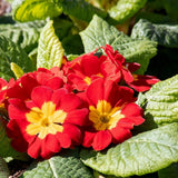 Red Primrose Live Plant, Primrose Flower Plant in 4'' Pot, 4-6'' Tall, Hardy Primrose Flower Plant, Colorful Blooms, Perennial Plants