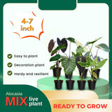 4 Alocasia Live Plants Variegated, Rare Elephant Ear Houseplant 4'' Pot for Indoor Outdoor Growing, Tropical Alocasia Plants