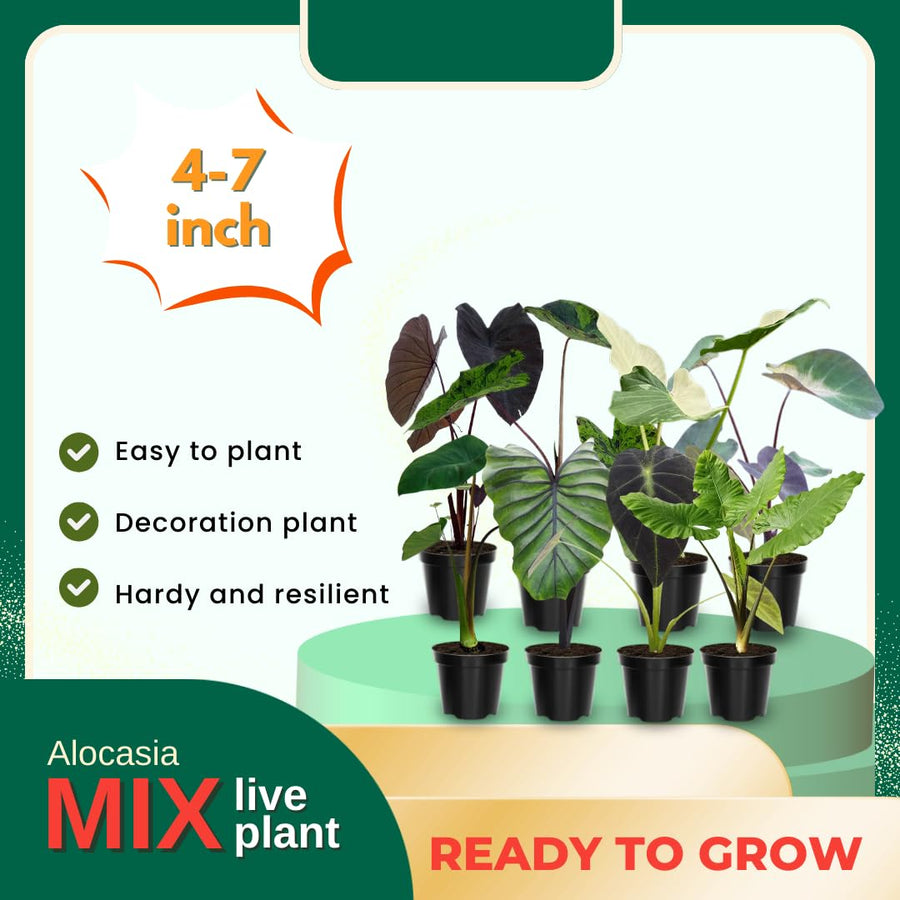 4 Alocasia Live Plants Variegated, Rare Elephant Ear Houseplant 4'' Pot for Indoor Outdoor Growing, Tropical Alocasia Plants