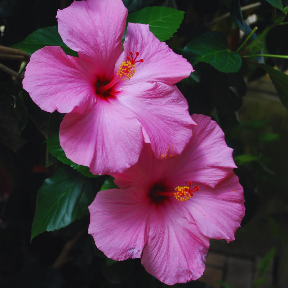 Hardy Hibiscus Plants Live, Pink Hibiscus Flowers Plants, 3 to 5Inc Long Starter Plants