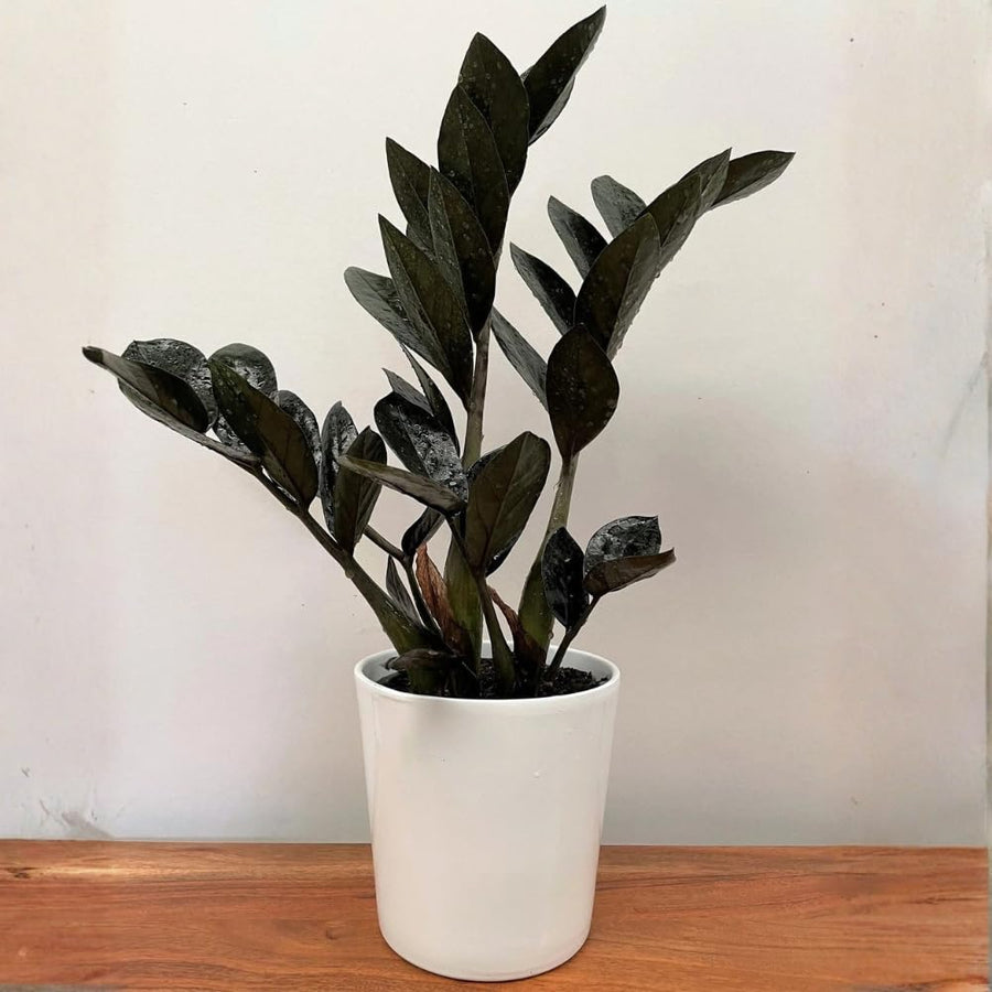 Black ZZ Plant, Live Indoor Houseplant, 3 Inch Pot Black Foliage Plant for Home Garden, Office
