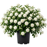 Grand Duke Jasmine Flower Plant Indoor, 1 to 2 Feet Tall, Sambac Jasmine Plant Live, 1 Gallon Potted