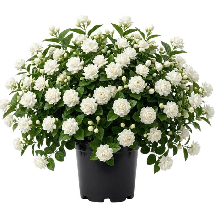 Grand Duke Jasmine Flower Plant Indoor, 1 to 2 Feet Tall, Sambac Jasmine Plant Live, 1 Gallon Potted