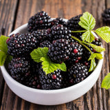 Thornless BlackBerry Plants Cuttings, Well Rooted Cutting 4 Inches Tall, Sweet Berries and High Yield for Edible Garden, Ready for Planting