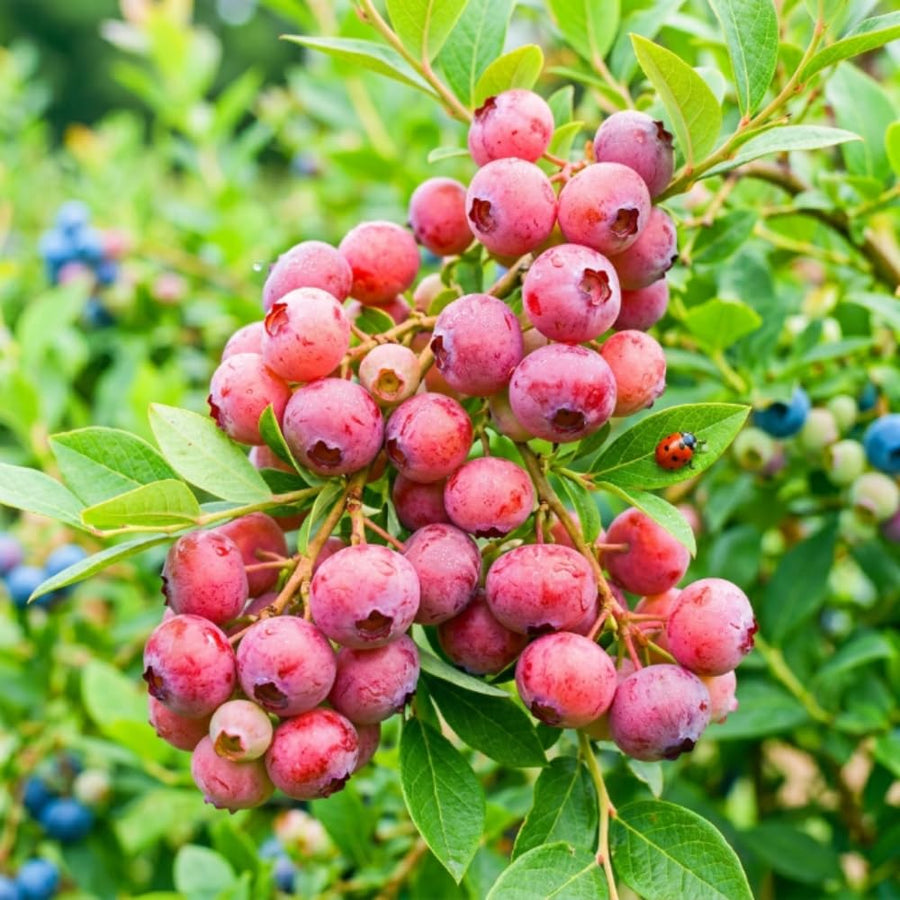 Blueberry Plant Live for Planting, Pink Blueberry Bush, Well Rooted, 6-8 Inc Tall, Berry Shrub for Edible Gardens or Landscapes
