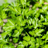 Parsley Plant Live for Planting, 3 Inch Pot, Live Parsley Plant, Planting in Containers, Home Garden