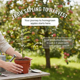 Cold Hardy Apple Tree 2–3 Ft Tall, Fruit Apple Tree Plant for Outdoor Garden, Sweet Crisp Apples for Backyard Orchard or Home Garden Growing