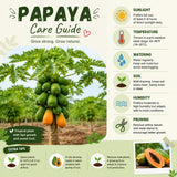 Papaya Tree Live Plant, Tropical Papaya Fruit Tree, 4-8 Inches Tall, Sweet Plant Starter for Outdoor Garden