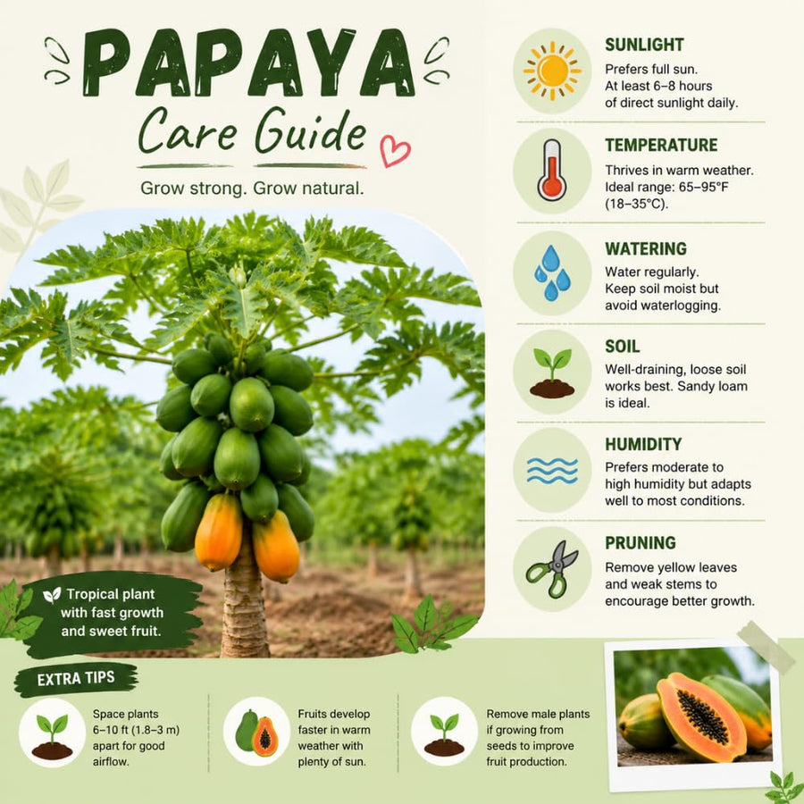 Papaya Tree Live Plant, Tropical Papaya Fruit Tree, 4-8 Inches Tall, Sweet Plant Starter for Outdoor Garden