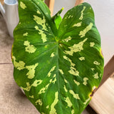 Elephant Ear Plants, Alocasia Colocasia Plant, Colocasia Alocasia Esculenta Taro for Indoor Outdoor Gardens, Dormant in Winter (Variegated Green Striking Foliage)