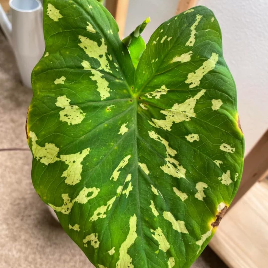 Elephant Ear Plants, Alocasia Colocasia Plant, Colocasia Alocasia Esculenta Taro for Indoor Outdoor Gardens, Dormant in Winter (Variegated Green Striking Foliage)