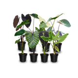 4 Alocasia Live Plants Variegated, Rare Elephant Ear Houseplant 4'' Pot for Indoor Outdoor Growing, Tropical Alocasia Plants