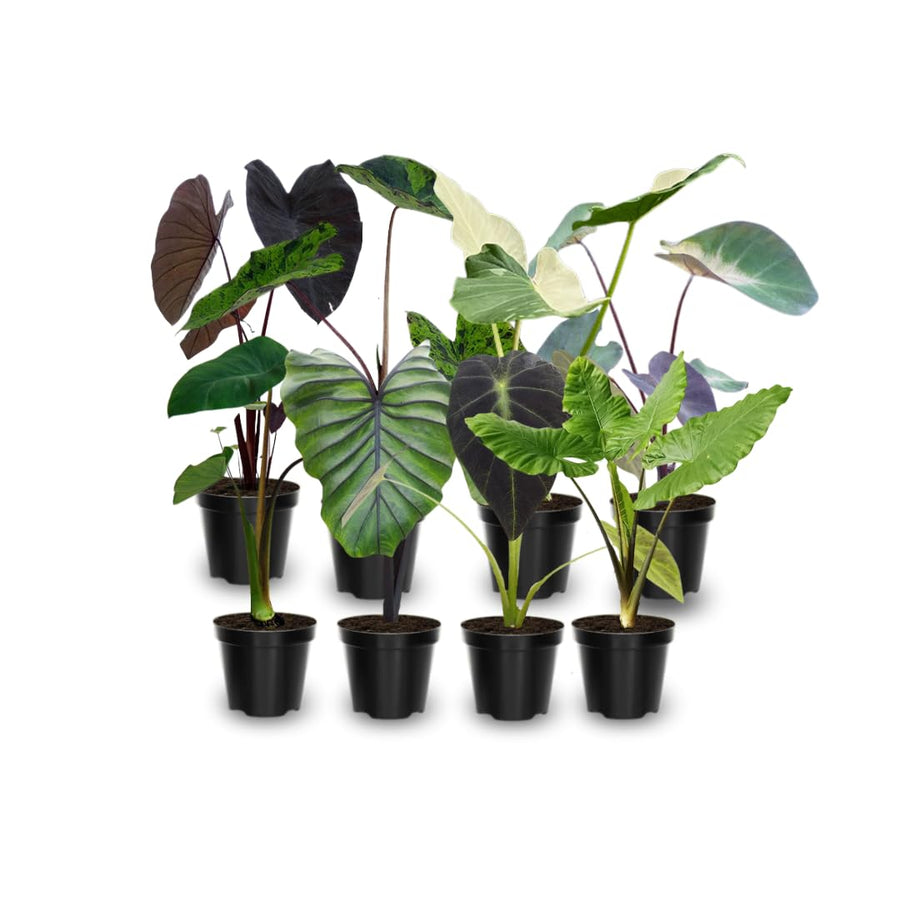 4 Alocasia Live Plants Variegated, Rare Elephant Ear Houseplant 4'' Pot for Indoor Outdoor Growing, Tropical Alocasia Plants
