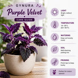 Gynura Purple Velvet Plant Live 4-6 Inches Tall, Purple Passion Plant, Velvet Leaf Houseplant in 4 Inch Pot for Growing