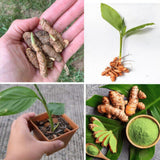 1 LB Green Turmeric Ginger Root Tubers - Large Fresh Turmeric Rhizomes Tubers, Curcuma Longa Ginger Roots for Growing or Cooking