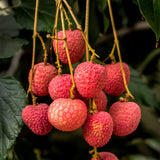 Sweet Lychee Tree Live Plant 9-12 Inch Tall, Half Gallon Pot, Sweet Lychee Plant Live, Tropical Litchi Fruit Tree