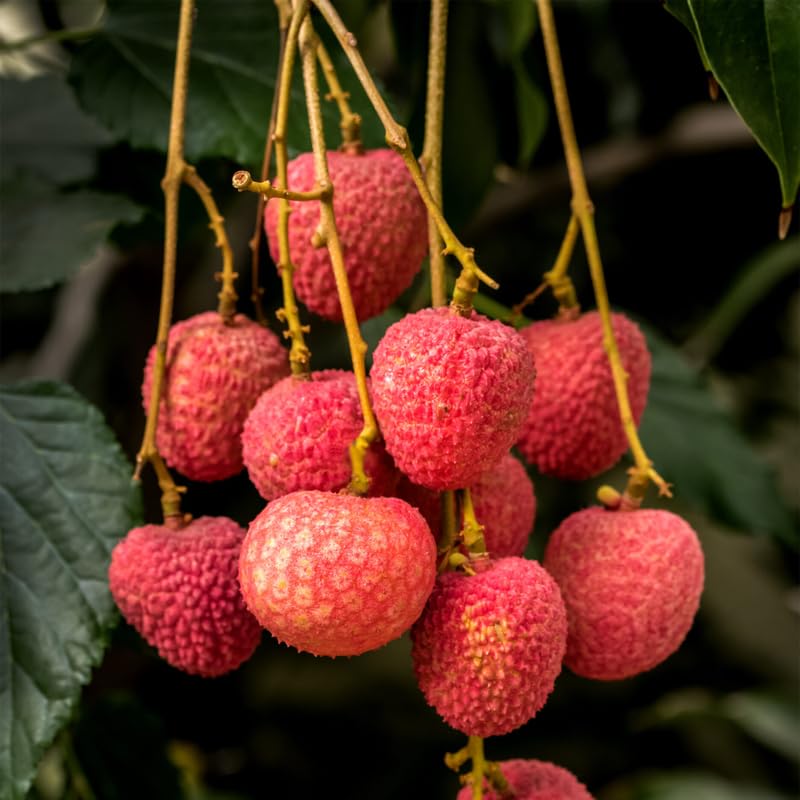 Sweet Lychee Tree Live Plant 9-12 Inch Tall, Half Gallon Pot, Sweet Lychee Plant Live, Tropical Litchi Fruit Tree