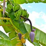 Cavendish Banana Plant Live, Dwarf Banana Tree Well Rooted 2-3 Feet Tall, Sweet Bananas Fruit Tree, Ready to Grow Indoor Outdoor