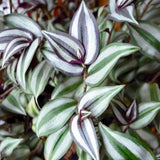 4 Zebrina Wandering Jew Plants, Live Indoor Plant 3-5 Inches, Colorful Trailing Tradescantia for Home, Office and Hanging Baskets