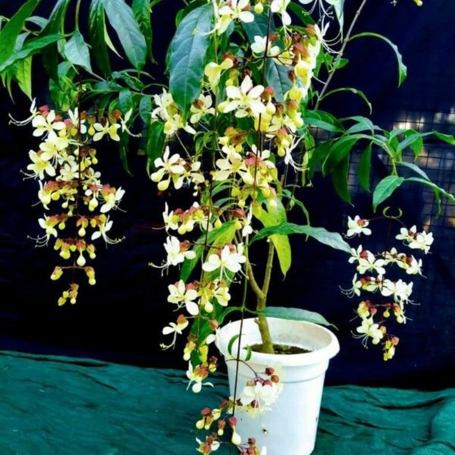 2 Clerodendrum Vine Plants Live Well Rooted, Chain of Glory Light Bulbs Ornamental Flowers, 5 to 9 Inch Tall (Clerodendrum Wallichii Smithianum)